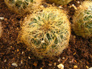 Sulcorebutia patricie