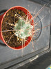 Tephrocactus alexanderi