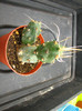 Tephrocactus andicolus