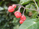 Solanum dulcamara (2012, Aug.02)