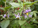 Solanum dulcamara (2012, Aug.02)