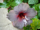 P1160595