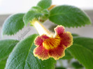 Achimenes Antirrhina