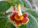 Achimenes Antirrhina