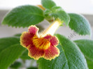 Achimenes Antirrhina