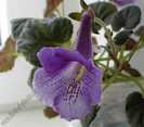 Sinningia Mark Twain