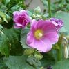 flori%20gradina