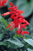 salvia splendens - salvia de gradina