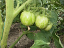 P7103321