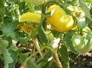 P7193912