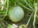 P7264230
