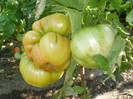 P7284415