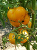 P7284423