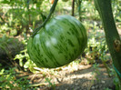 P7284431