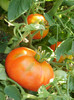 P7284438