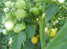 P7284465