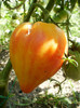 P7284515
