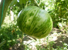 P7284525