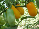 P7294569