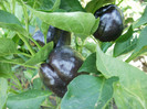 P7294588
