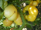 P7294611