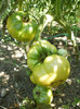 P7294612