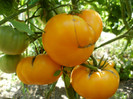 P7294646