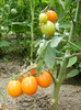 P7294826