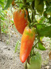 P7315136