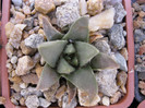 A. retusus ssp.trigonus fma.minor