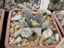 A. retusus ssp.retusus