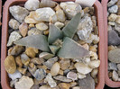 A. retusus ssp.retusus