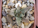 A. retusus ssp.trigonus