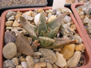 A. retusus ssp.trigonus