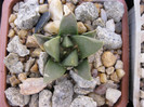 A. retusus ssp.trigonus