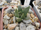 A. retusus ssp.trigonus