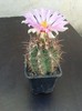 Thelocactus