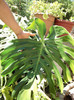 filodendron monstera