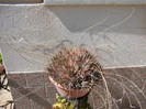 Haworthia fasciata