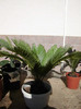 Cycas