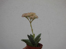 Crassula falcata