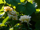 DSCN0061
