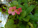 DSCN0077