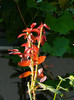 DSCN9924