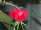 DSCN9929