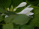 DSCN9935