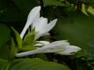 DSCN9943
