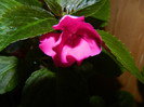 DSCN9958