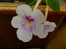 DSCN9959