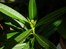 DSCN9977
